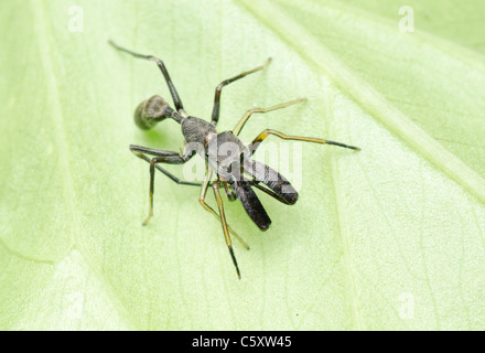 ant mimic spider on green leaf Stock Photo