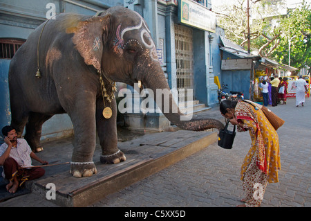 Woman receiving a blessing from elephant outside temple Pondicherry Tamil Nadu South India Stock Photo