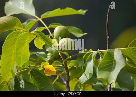 Green english Walnuts unripe Persian Walnut (Juglans regia) with leaves on walnut tree branch 119077 Wallnuts Stock Photo