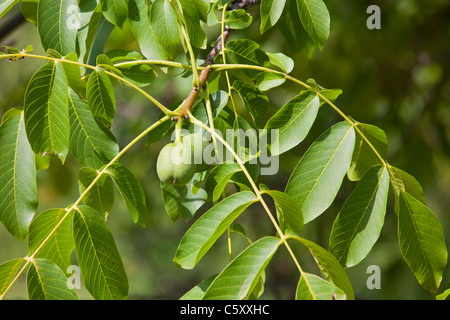 Green english Walnuts unripe Persian Walnut (Juglans regia) with leaves on walnut tree branch 119078 Wallnuts Stock Photo