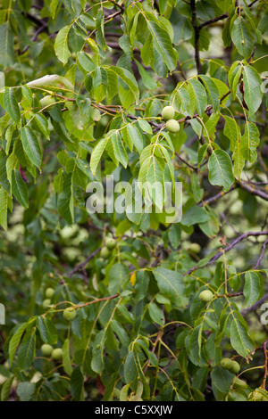 Green english Walnuts unripe Persian Walnut (Juglans regia) with leaves on walnut tree branch 119079 Wallnuts Stock Photo