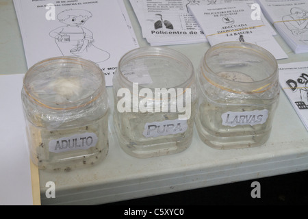 Jars containing Aedes aegypti larvae, pupa and adult mosquitoes for public health demonstration purposes Stock Photo