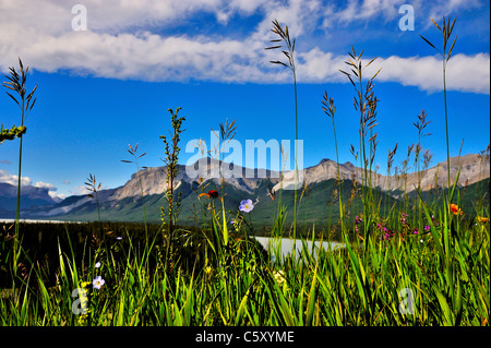Tall wild grass and wildflowers growing tall in the rocky mountain meadow. Stock Photo