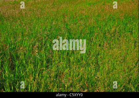 Tall wild grass and wildflowers growing tall in the mountain meadow. Stock Photo