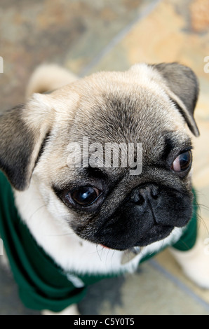 a 20 week old purebred pug puppy wearing a jersey Stock Photo