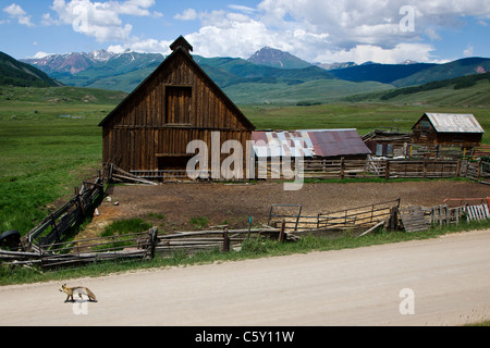 Red fox crosses the road by an old weathered barn on Cold Spring Ranch near Crested Butte, Colorado, USA Stock Photo