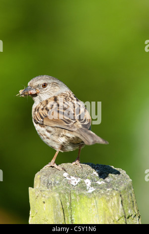 Adult Dunnock with food to take back to young in nest. (Prunella modularis) Stock Photo