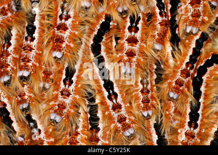 Cape lappet moth caterpillar aggregation, Grootvadersbosch Nature Reserve, South Africa Stock Photo