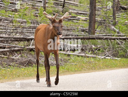 A full body shot of a young male elk crossing the Bow Valley Parkway, in Banff National Park, Canada Stock Photo