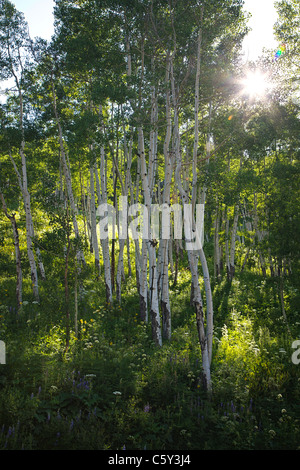 Aspen Trees and wildflowers grow along Gothic Road near Crested Butte, Colorado, USA Stock Photo