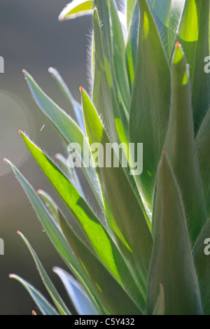 Leaves of the Leucadendron argenteum (Silver tree, Silver leaf tree, Witteboom, or Silwerboom)in Kirstenbosch Botanical Gardens. Stock Photo