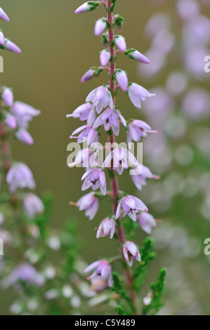 Common Heather (Calluna vulgaris) flowering in summer Stock Photo