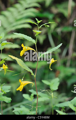 Touch-me-not basalm - Spring balsam - Yellow basalm (Impatiens noli-tangere) flowering in summer Belgium Stock Photo