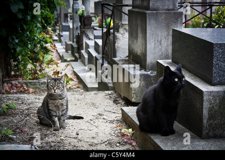 Cats in a cemetery Stock Photo