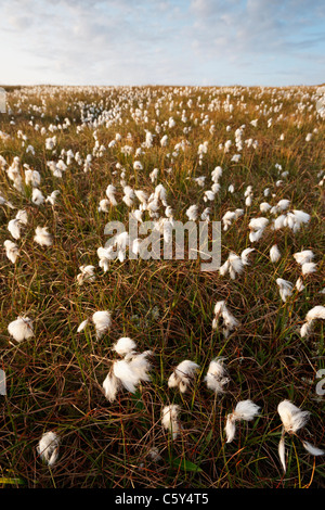 Cottongrass (Eriophorum) or Bog Cotton, Sutherland, Highland, Scotland, UK Stock Photo