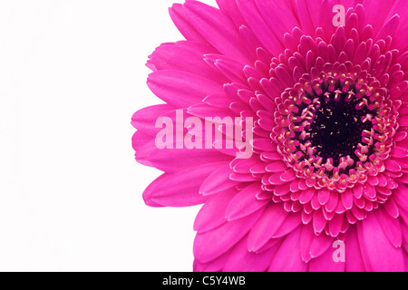 Deep pink Gerbera on a white background. Stock Photo