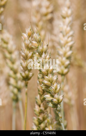 Triticum aestivum . Bread Wheat ripening in a field Stock Photo