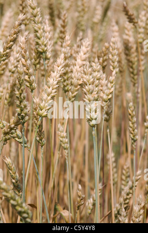 Triticum aestivum . Bread Wheat ripening in a field Stock Photo