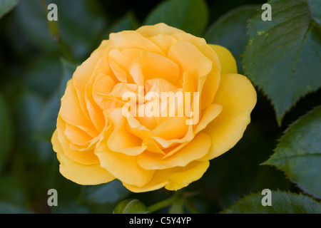 Rosa 'Absolutely Fabulous' (Wekvossutono) . Golden yellow rose in an English garden.
