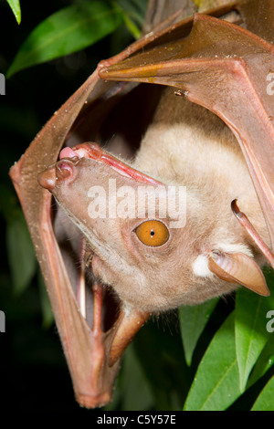 Female hammerhead fruit bat (Hypsignathus monstrosus) roosting in rain-forest, Oriental Province, Democratic Republic of the Congo Stock Photo