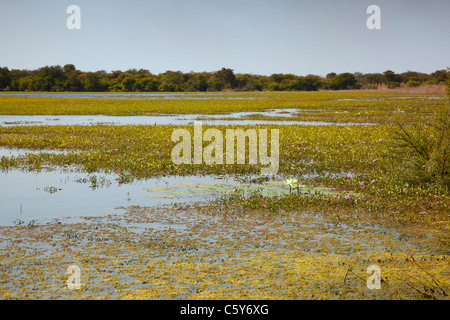 Darhilla Lake, Dinder (Dindir) National Park, Northern Sudan, Africa Stock Photo