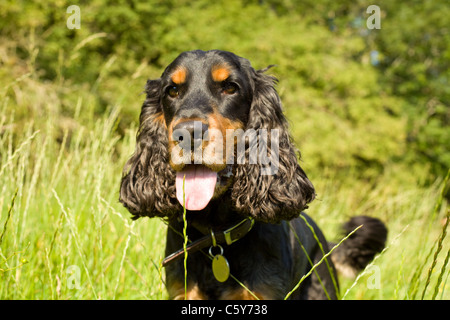 English black and tan Cocker Spaniel Stock Photo