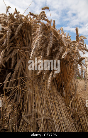 wheat sheaf bundles stacked up in field ready for thrashing collection Stock Photo