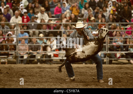 A cowboy grips his rope in his teeth as he flips a calf during the calf roping competition, Eagle Rodeo, Eagle, Idaho, USA Stock Photo