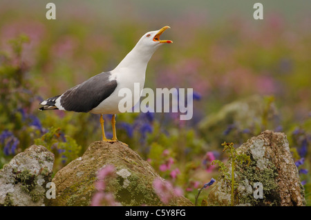 LESSER BLACK-BACKED GULL Larus fuscus  An adult 'long calling' from among coastal flowers Skomer Island, Wales, UK Stock Photo