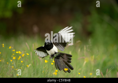 MAGPIE Pica pica  An adult coming in to land in an open meadow  Derbyshire, UK Stock Photo