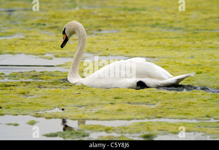 Adult Mute swan swimming through a thick layer of surface green- blue algae blanketing a lake. Stock Photo