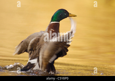 MALLARD Anas platyrhynchos  An adult male stands upright to dry his wings after bathing Derbyshire, UK Stock Photo
