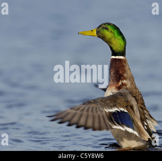 MALLARD Anas platyrhynchos  An adult male stands upright to dry his wings after bathing   Nottinghamshire, UK Stock Photo