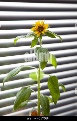 A dwarf Sunflower growing on a kitchen windowsill against a Venetian Blind. Stock Photo