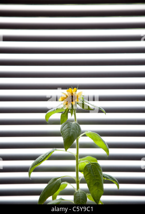 A dwarf Sunflower growing on a kitchen windowsill against a Venetian Blind. Stock Photo