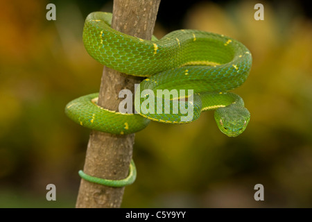 Side-striped Palm-pit viper (Bothriechis lateralis) - Costa Rica - Arboreal - Venomous - Captive Stock Photo