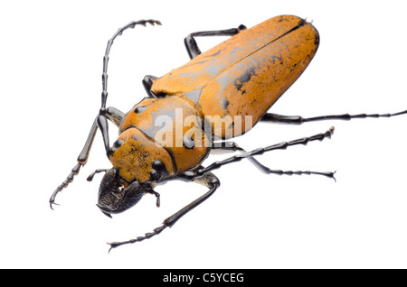 rare insect Trictenotomidae beetle isolated Stock Photo