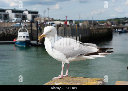 Closeup of a white and gray seagull standing on a post in a fishing harbor Stock Photo