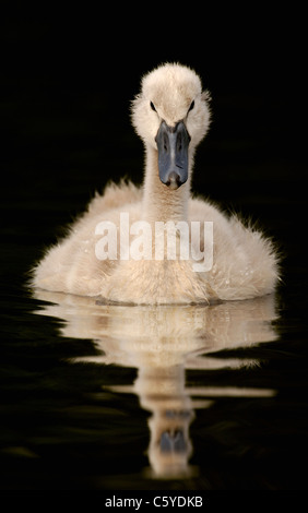 MUTE SWAN Cygnus olor  Portrait of a mute swan cygnet. May.  Derbyshire, UK Stock Photo