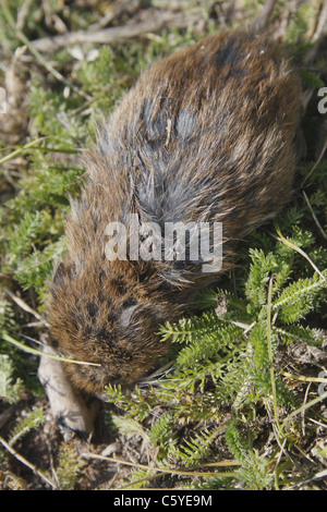 dead short-tailed vole in field Microtus agrestis Stock Photo