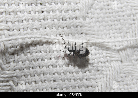 black vine weeveil on woolen throw Otiorhynchus sulcatus Stock Photo