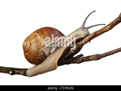 fine closeup image of italian snail Stock Photo