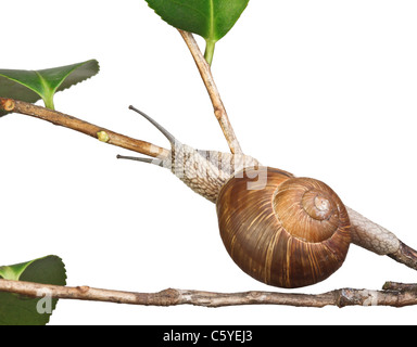 fine closeup image of italian snail Stock Photo