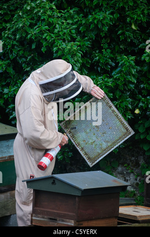 Beekeeper at work burning the propolis wax off the queen excluder. Slight motion blur on his hands as he moves the flame rapidly Stock Photo