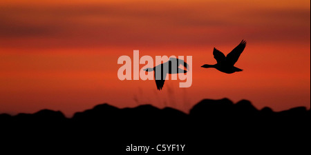 Graylag Goose, Greylag Goose (Anser anser), pair in flight silhouetted at sunset, Iceland. Stock Photo