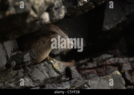 EUROPEAN OTTER Lutra lutra  A wet adult pauses underneath some overhanging coastal rocks.  Isle of Mull, Scotland, UK Stock Photo