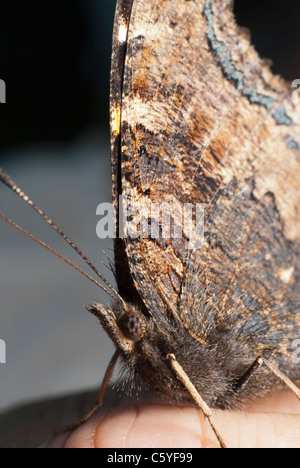 Monarch butterfly sitting on the human finger Stock Photo