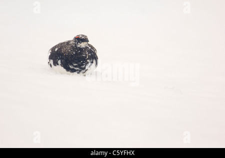 PTARMIGAN Lagopus mutus An adult, its plumage changing from winter white to summer brown. Cairngorm Mountains, Scotland, UK Stock Photo