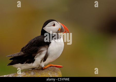 PUFFIN Fratercula arctica  Profile of an adult perched on a rock. May.  Farne Islands, UK Stock Photo