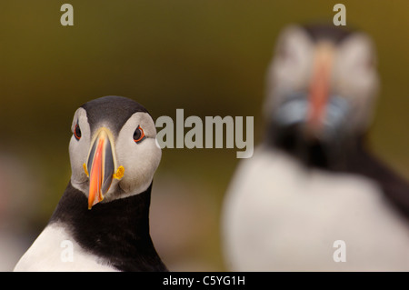 PUFFIN Fratercula arctica  Portrait of a pair of adults, the one behind has a beak full of sandeels.  Farne Islands, UK Stock Photo
